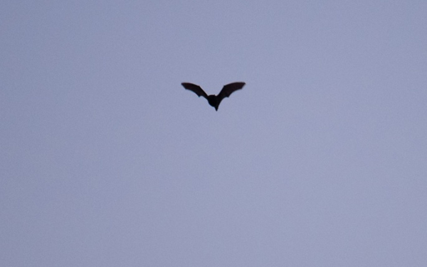Beyond Dracula: Why bats deserve our affection, not our fear Beyond Dracula: Why bats deserve our affection, not our fear