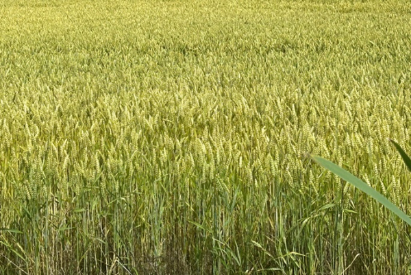 Sweden to establish 1st emergency grain storage facilities in the north Sweden to establish 1st emergency grain storage facilities in the north