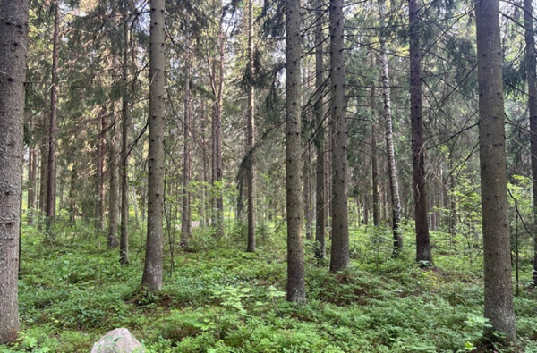 EU consumption causes 100 trees to disappear every minute: WWF EU consumption causes 100 trees to disappear every minute: WWF