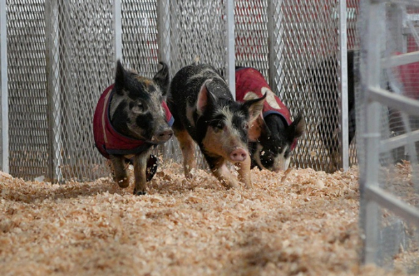 Spain to slaughter 30,000 pigs amid swine fever control measures Spain to slaughter 30,000 pigs amid swine fever control measures