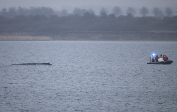 Humpback whale still in the water off Germany's coast Humpback whale still in the water off Germany's coast