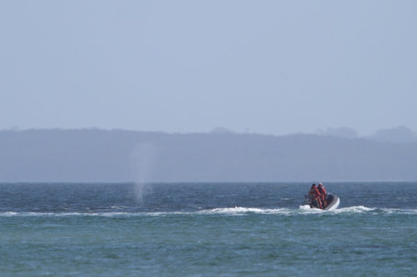 Boats escort freed whale away from shallow waters off German coast Boats escort freed whale away from shallow waters off German coast