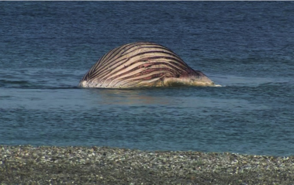 Dead humpback whale 'Timmy' brought ashore on Danish island Dead humpback whale 'Timmy' brought ashore on Danish island